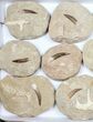 Flat: Real Fossil Plesiosaur Teeth In Matrix - Pieces #98234-1